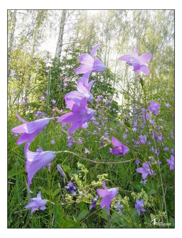 Солнечный букетphoto preview