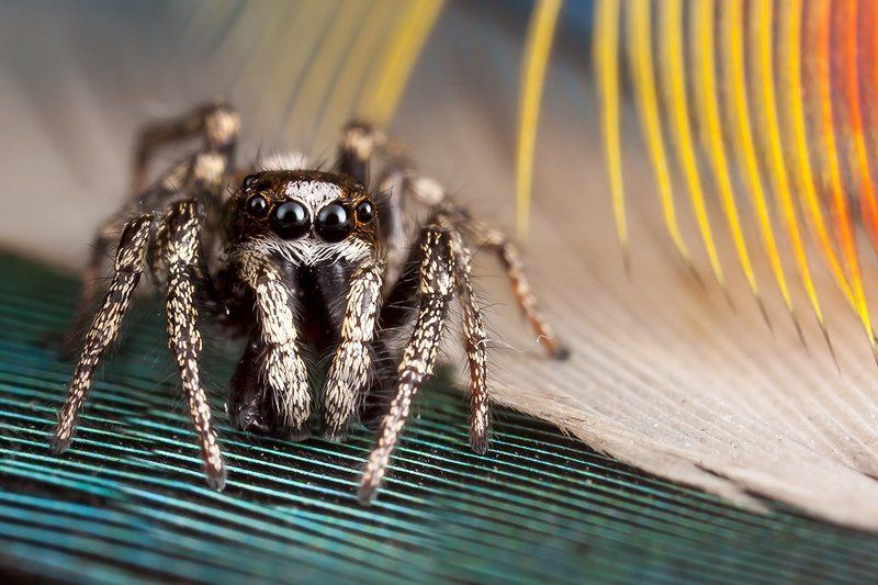 Макро, Паук скакун, Перо La Cucarachaphoto preview