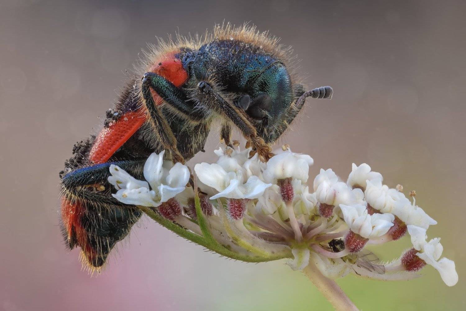 -------. Автор: Вадим Ходаковский , Вадим Ходаковский
