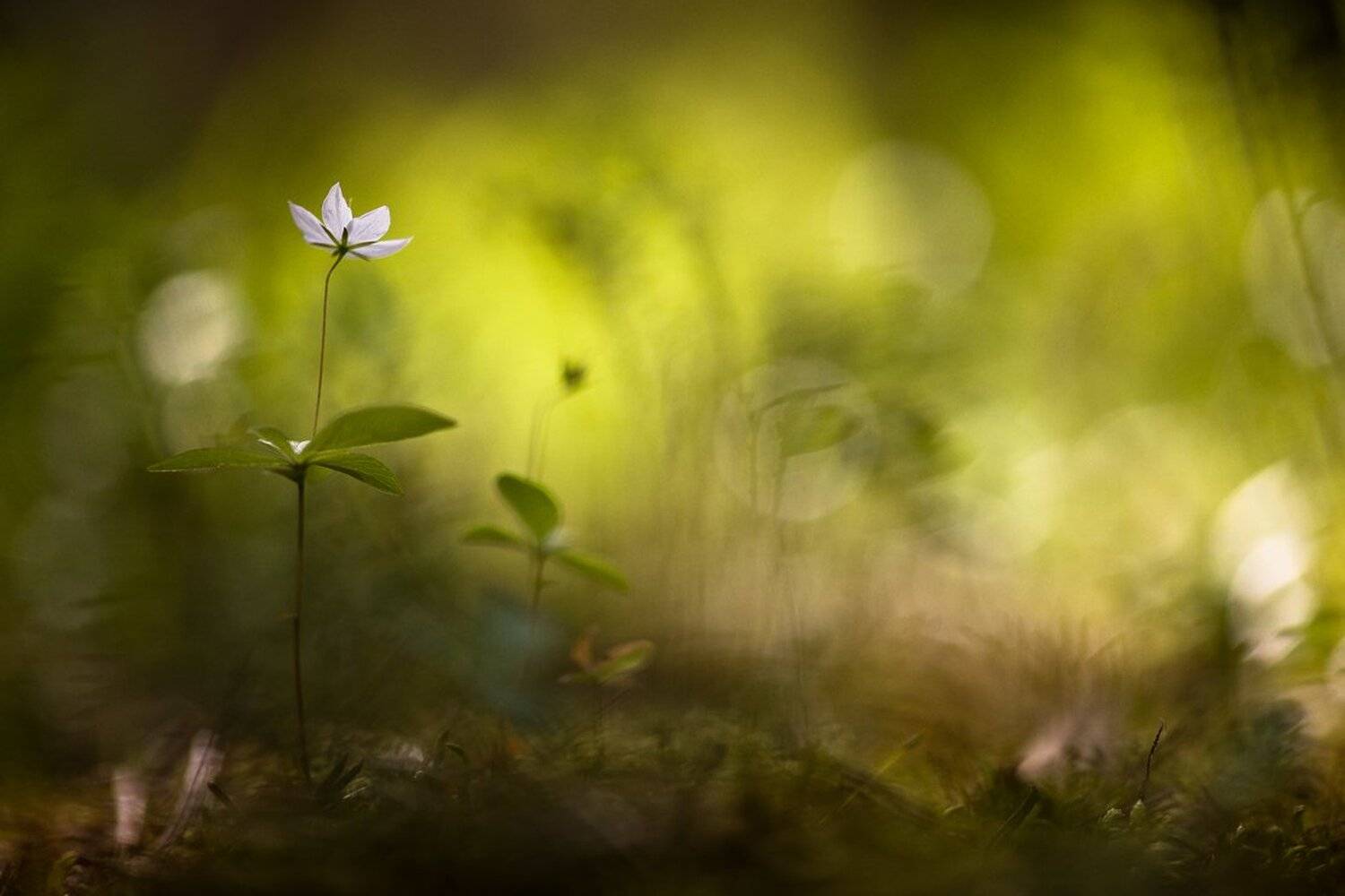 Близится вечер.... Автор: Геннадий Мещеряков Вечер, Макро, Свет, Седминчик, Цветок, Геннадий Мещеряков