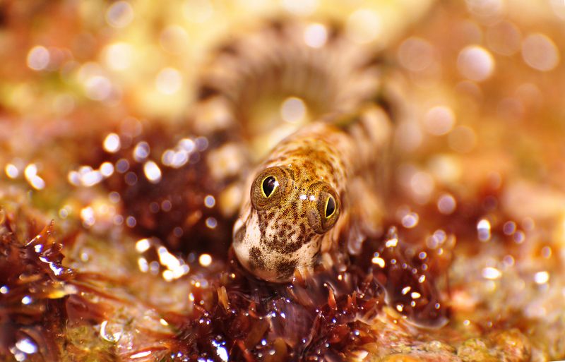 макро, природа, собачка, прыгун, египет, лето Портрет прыгунаphoto preview