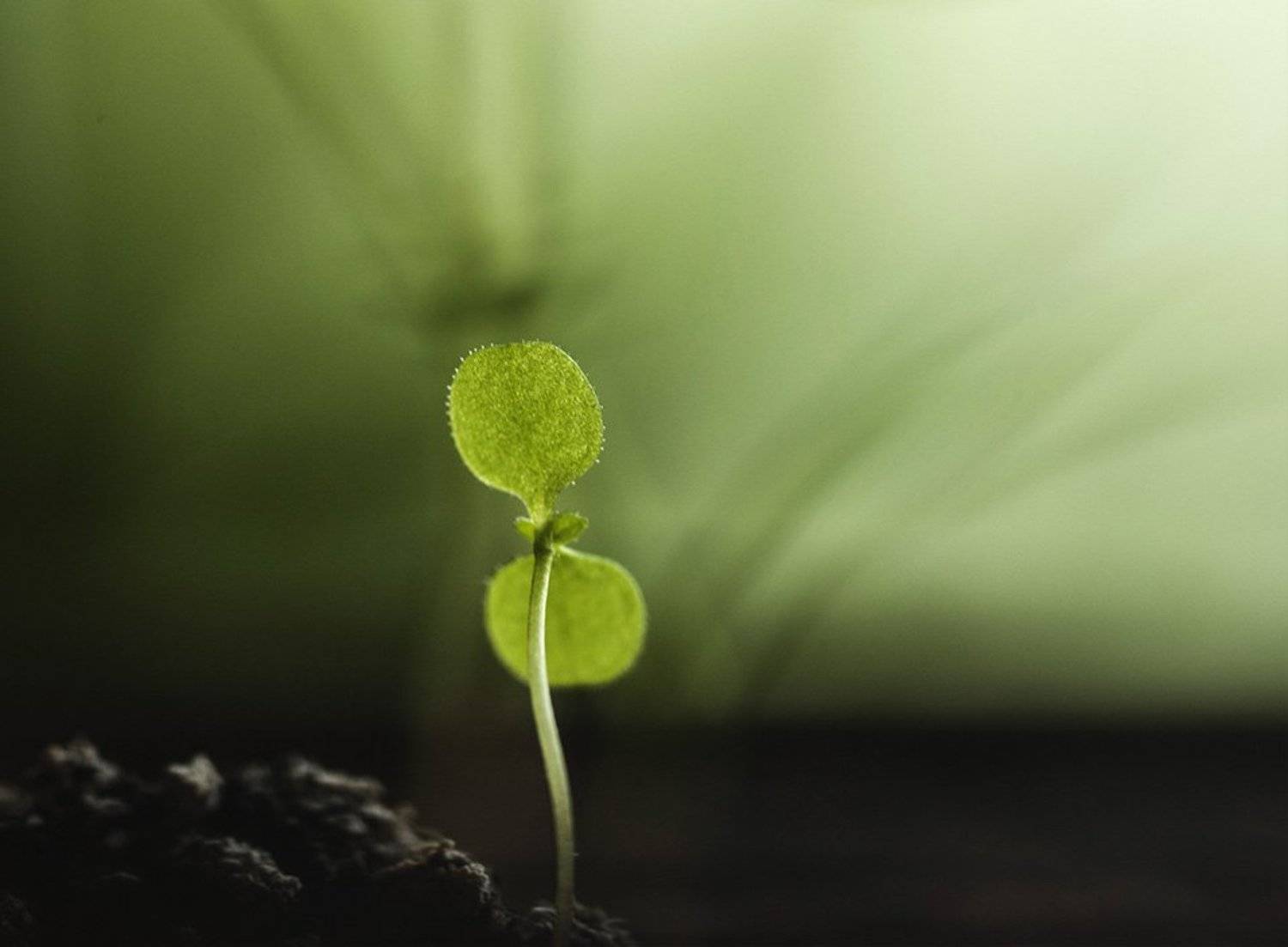 , Александр