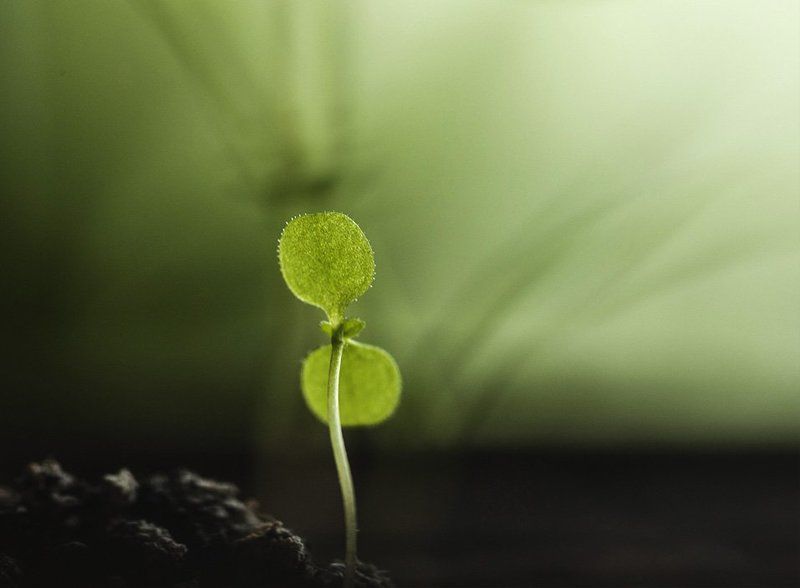 Сорнячокphoto preview