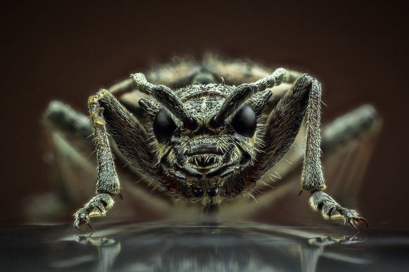 Жук, Короед, Крупный план, Макро, Насекомое Короедphoto preview