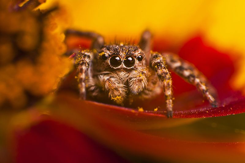 паук, макро, паук-скакун, природа Паукphoto preview