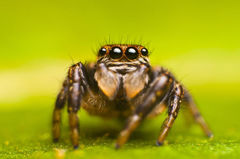 паук, макро, паук-скакун, природа Паук-скакунphoto preview