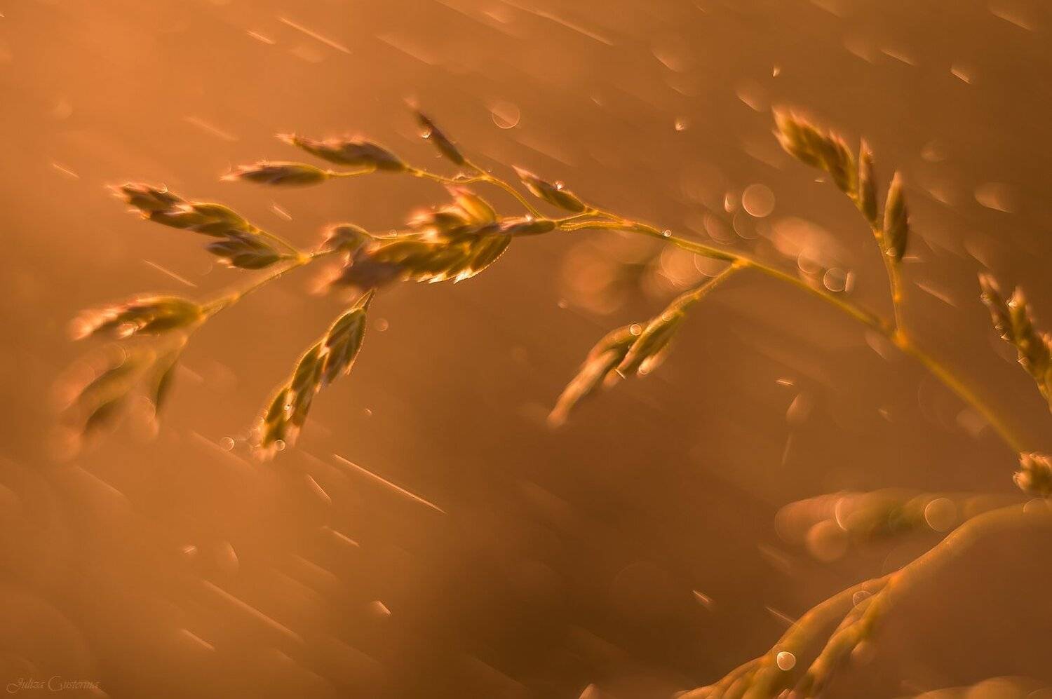 на закате дня. Автор: Юлия Густерина , Юлия Густерина