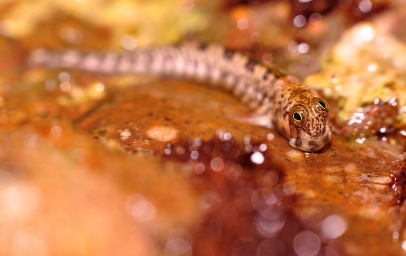 природа, собачка, прыгун, египет, лето, макро Собачкаphoto preview