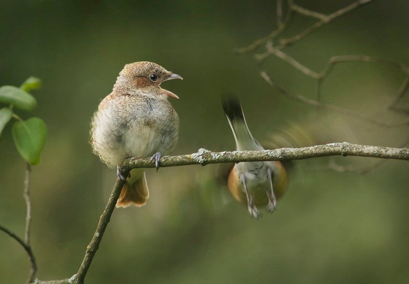 И шмелика принеси, шмелииика... В прошлый раз ты его съел...photo preview