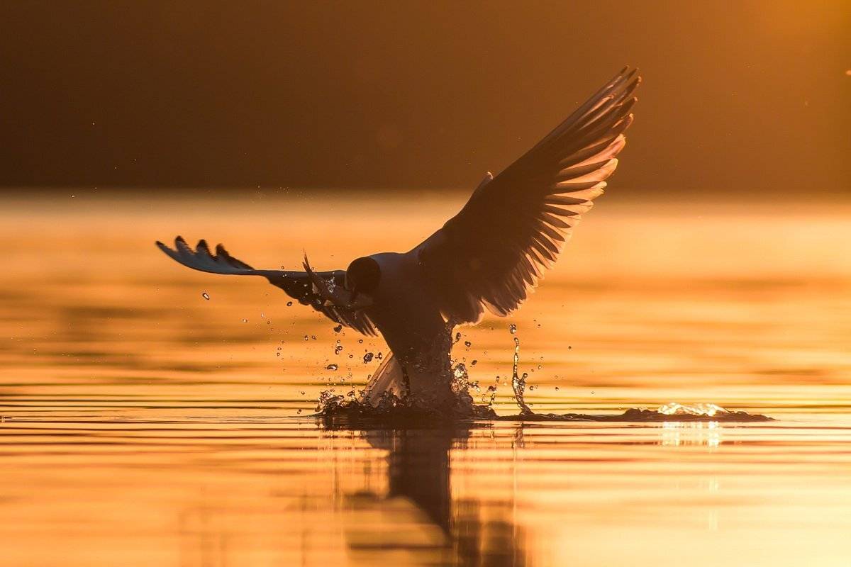 , Вилюнов Дмитрий