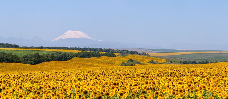 эльбрус, кавказ, sunflower подсолнечная странаphoto preview