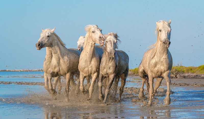 Камарг, Лошади, Прованс, Франция Табунphoto preview