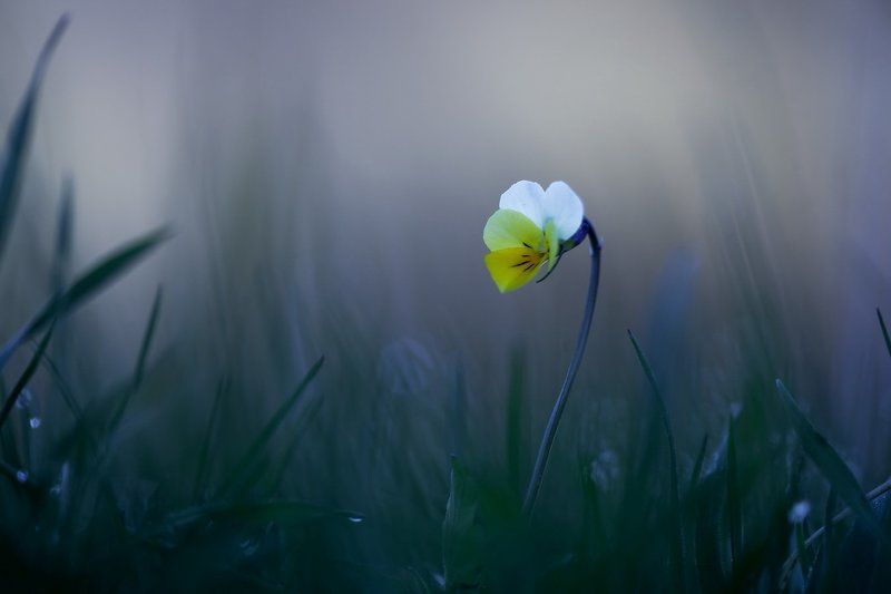 Утро одинокой фиалки.photo preview