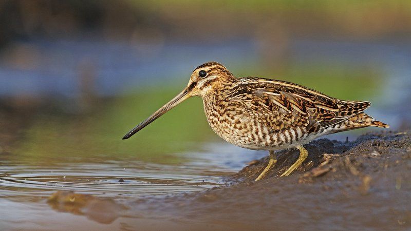 бекас,птица, птицы, дикая природа, Маэстро камуфляжаphoto preview