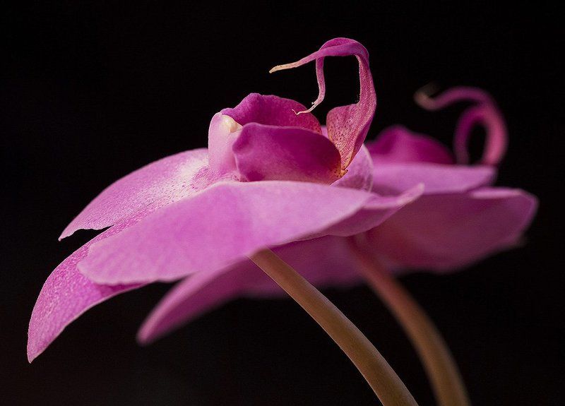 фаленопсис Фламингоphoto preview