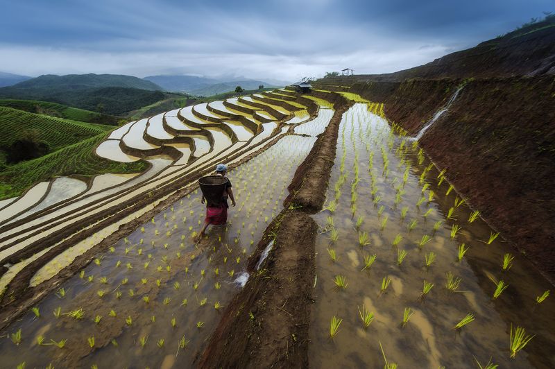 Asia, Asian, Blue, Clouds, Culture, Field, Green, Paddy, People, Rice, Sky, Terraces rice field Terrace rice fieldphoto preview