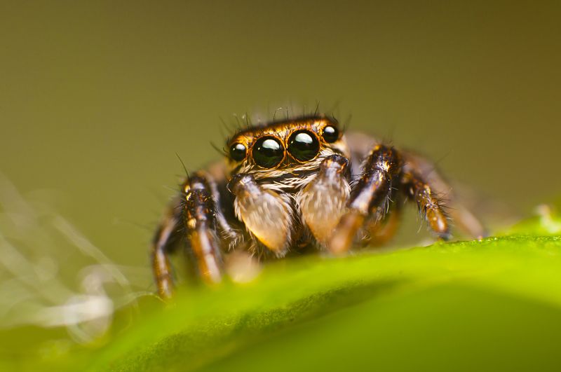 паук, макро, паук-скакун, природа На листикеphoto preview