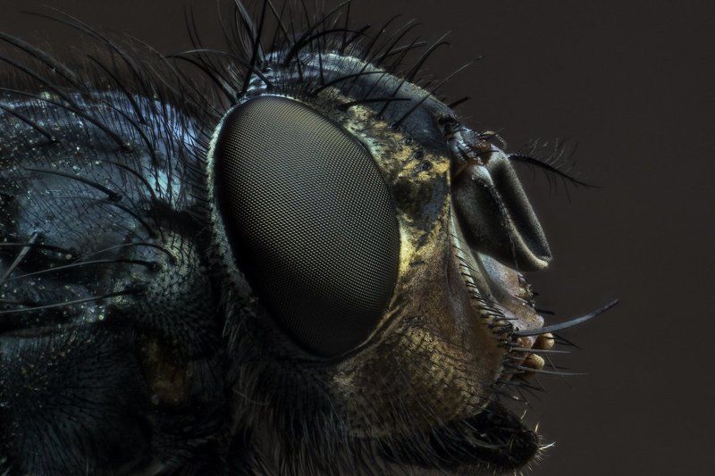 Макро, Муха, Профиль Мухphoto preview