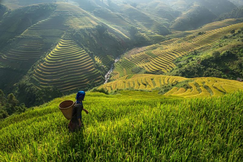 keepwalkin,vietnamh,rice,homeAdult, Adults Only, Agriculture, Color Image, Day, Distant, Grass, Horizontal, Nature, North Vietnam, One Person, Outdoors, People, Photography, Rice Paddy, Terraced Field, Vietnam, Walking Keepwalkingphoto preview