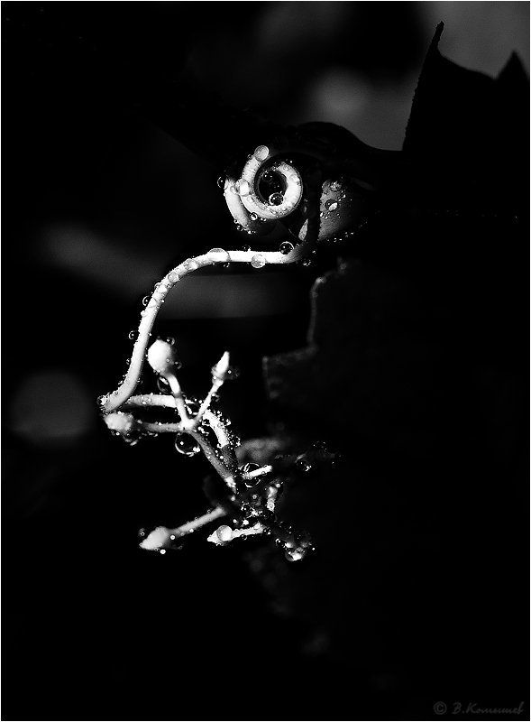 Виноград, Капли, Природа, Растения, Чёрно-белые На крутых поворотах... фото превью