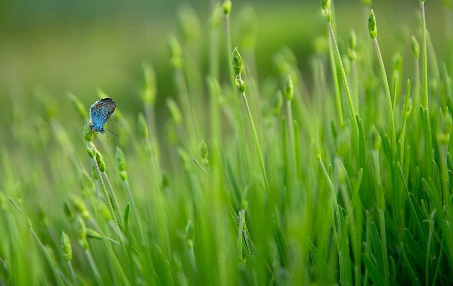 insect, butterfly, макро, крым, природа, бабочка, россия, wildlife, nature, crimea, russia, macro, wildlife , Илья Гомыранов
