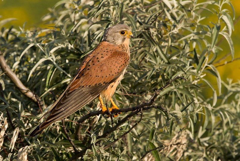 Кобчик Встречая рассвет.photo preview