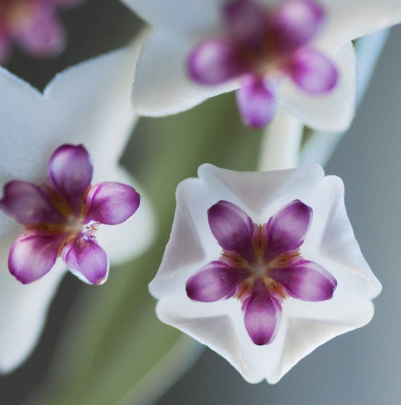 хойя Вне сезонов. Хойяphoto preview