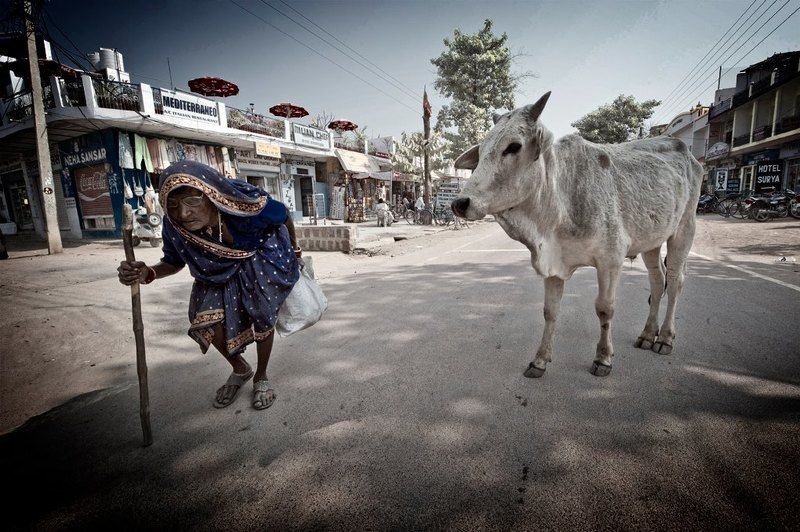 Animal, Animals, Asia, Cow, India, People, Portrait, Sleepwalker, Woman, Women Moon Walkphoto preview