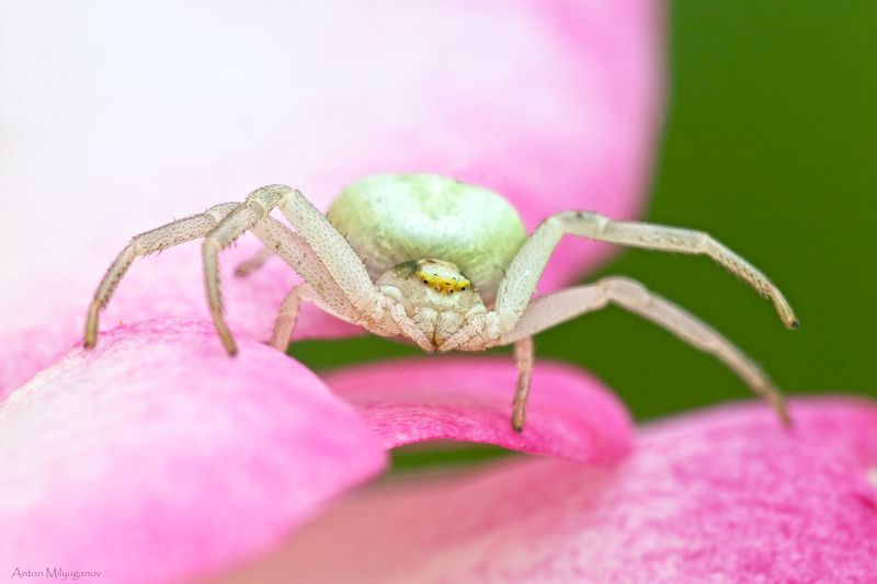 макро, природа, паук Misumena vatiaphoto preview