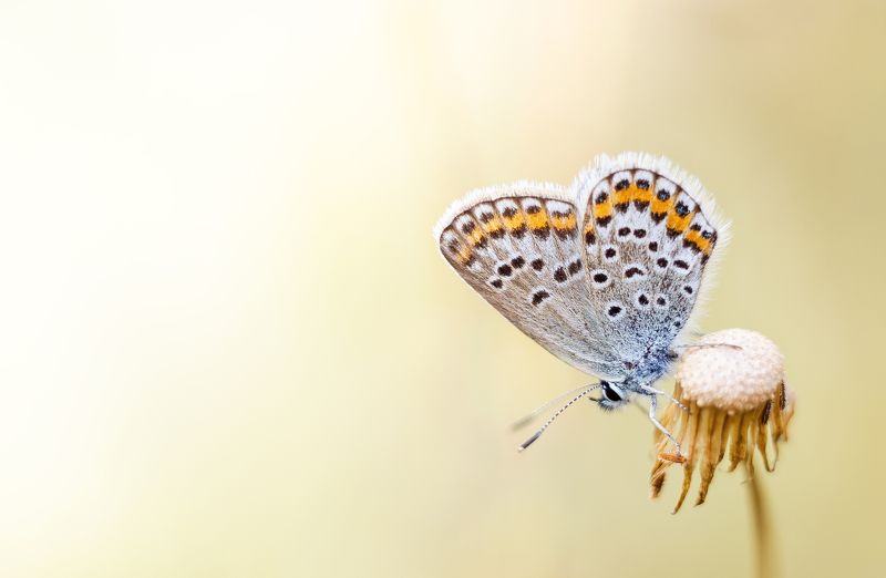 Нежное прикосновениеphoto preview