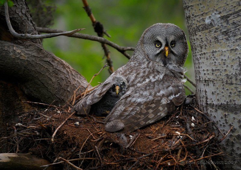 бородатая неясыть. семейные портретыphoto preview