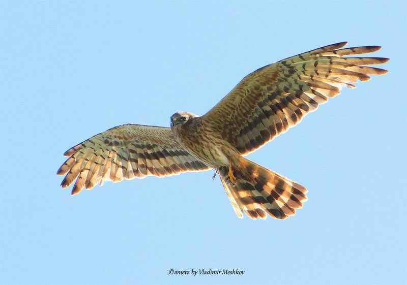 У неё есть мышка, а у Вас??? фото превью