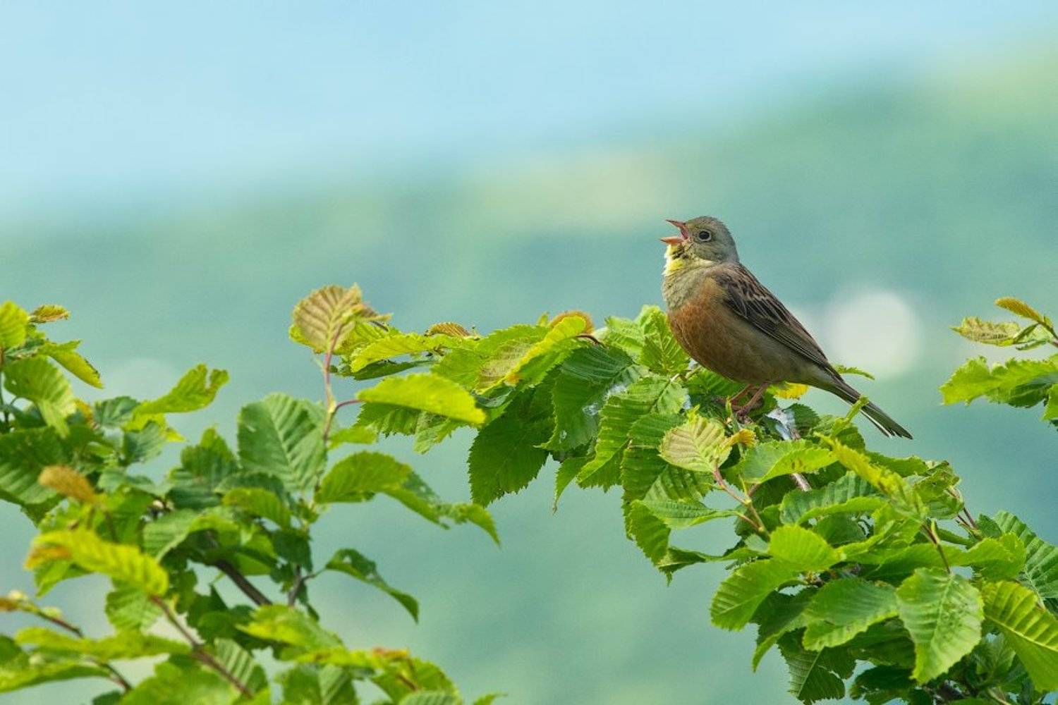 Овсянка. Автор: Илья Гомыранов крым, природа, овсянка, птица, bird, россия, wildlife, nature, crimea, russia, wildlife , Илья Гомыранов