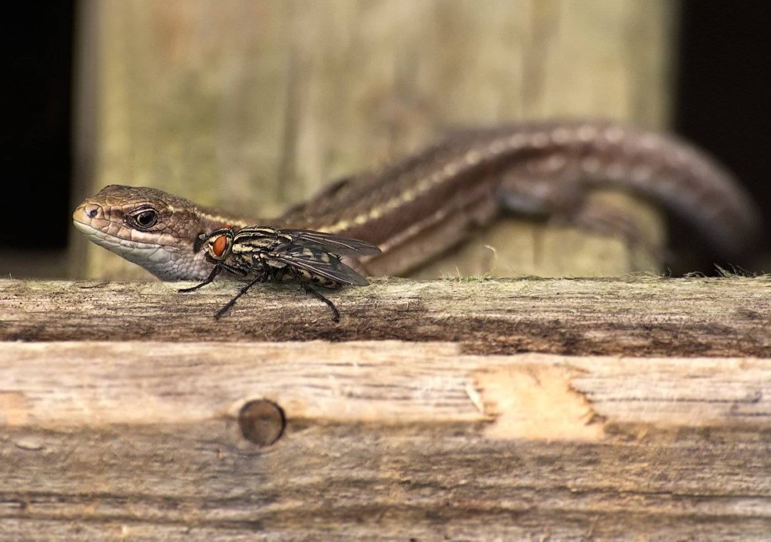 , Ирина Фурашова