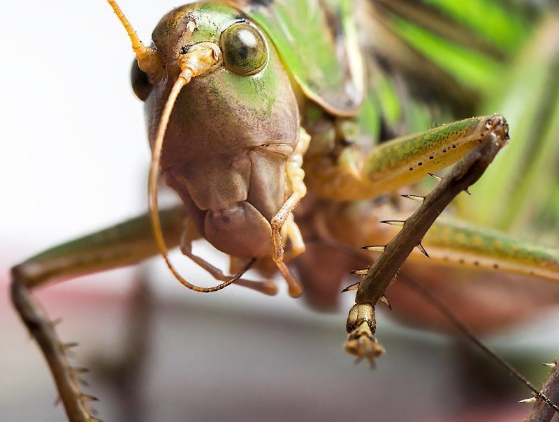 Дикая природа, Дикая природа россии, Животные, Клещи, Кузнечик, Макро, Макромир, Насекомое, Насекомые, Оса, Осиное гнездо, Паразиты, Паук, Природа, Сибирь, Соты Макромир Сибириphoto preview