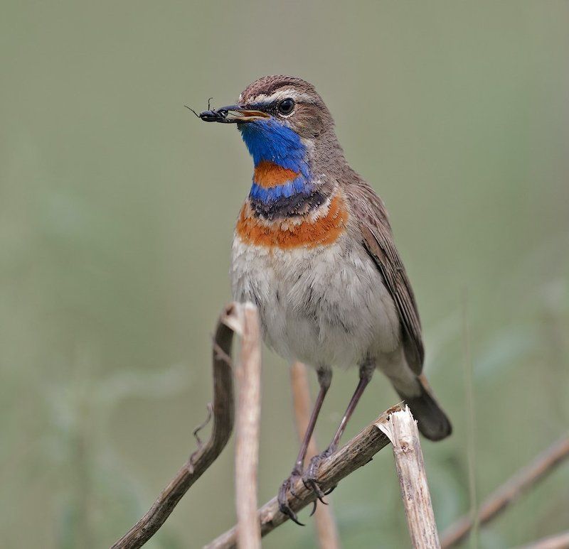 Luscinia svecica, Птицы ***photo preview