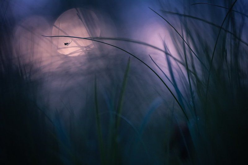 Таинство вечераphoto preview