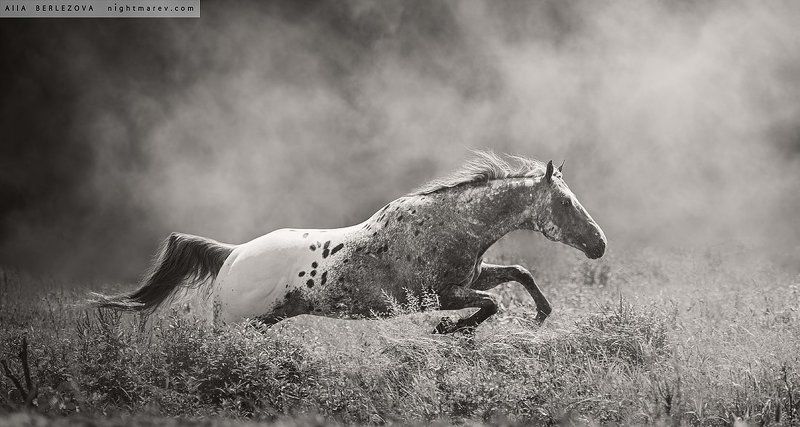 Dust, Field, Horse, Лошадь, Поле, Пыль UT Spurs For Olenaphoto preview