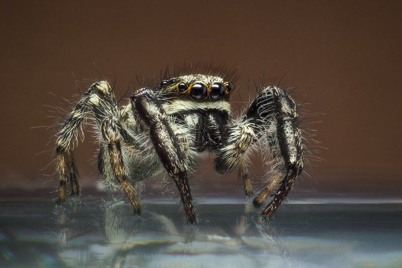 Паук Багира Киплингаphoto preview