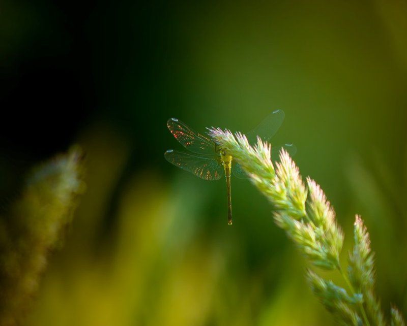 Блестящие крылья...photo preview