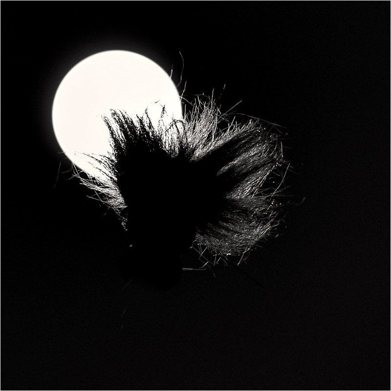 чертовщина в полнолунии...)))photo preview