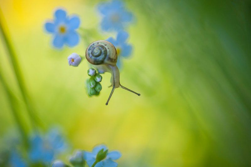 Макро, Незабудка, Природа, Улитка Все было вокруг голубым и зеленымphoto preview