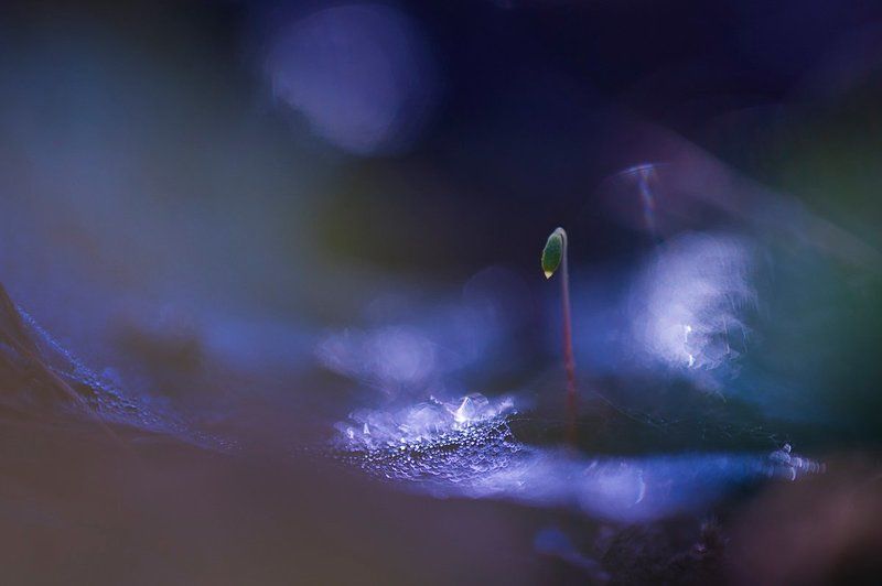 Кукушкин лен, Мох, Паутина, Роса, Свет, Утро Фонарикphoto preview