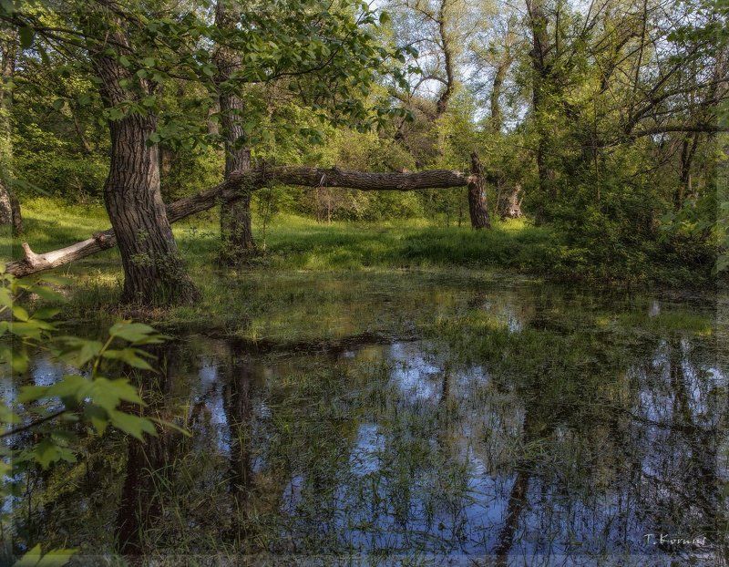 лес,наводнение,весна Весенний лесphoto preview