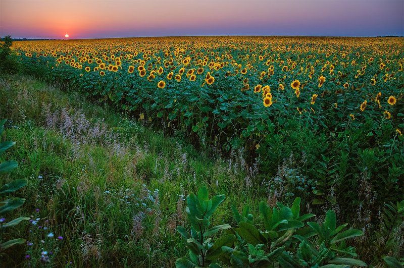 Вечер, Закат подсолнухи, Поле, Цветы закат над подсолнухамиphoto preview