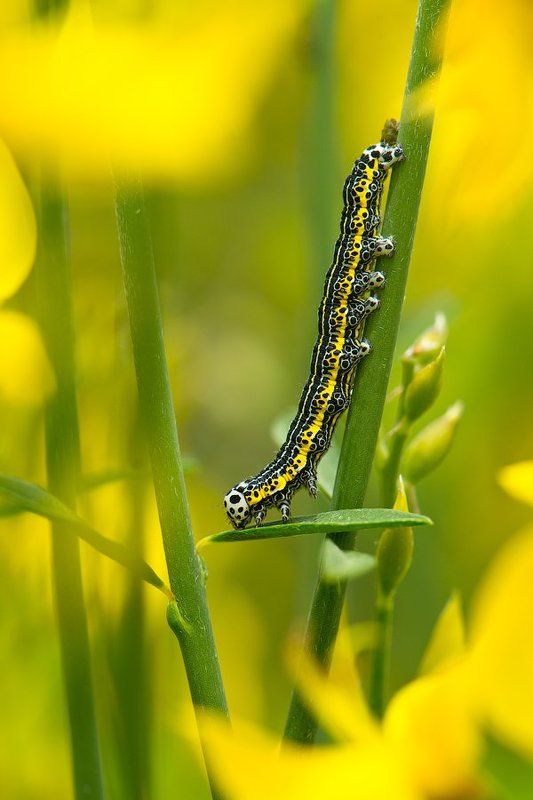 insect, butterfly, макро, крым, природа, бабочка, россия, wildlife, nature, crimea, russia, macro, wildlife, caterpillar, гусеница В центре солнцаphoto preview