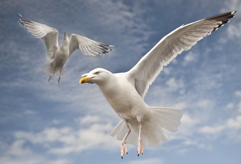 Animal, Animals, Bird, Birds, Portrait, Scotland, Skye, Sleepwalker The Guardsphoto preview