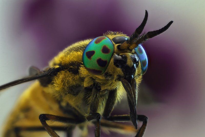 Златоглазикphoto preview