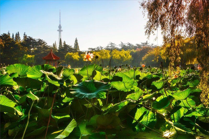 Утро у прудаphoto preview