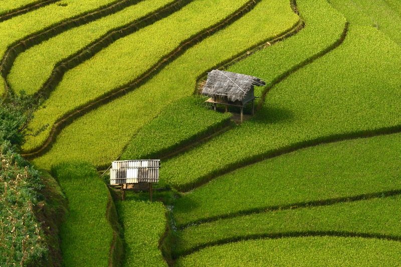 Rice Paddy, River, Vietnam, Natural Pattern, Agriculture, Built Structure, Color Image, Day, Freshness, Green Color, High Angle View, Horizontal, Hut, Lush Foliage, Nature, No People, Outdoors, Photography, Terraced Field, Tree TWO homephoto preview